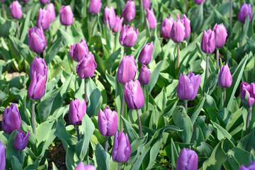 Tulip Purple Flag flowers