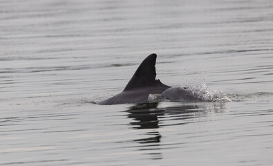 A mother and calf bottlenose dolphin swimming in the water while the calf gets a breath.