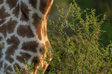 Detail of a South African giraffe or Cape giraffe (Giraffa giraffa) or (Giraffa camelopardalis giraffa) against an acacia tree. Mashatu Game Reserve. Northern Tuli Game Reserve.  Botswana.
