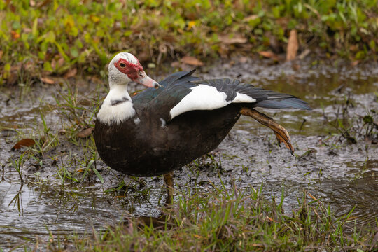 A female Muscovy duck with her leg stretched back and a water drop coming off her beak.
