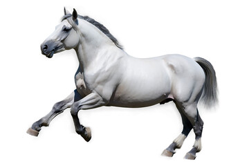 white horse running style isolated on transparent background