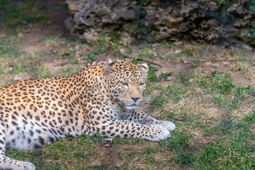 Bergamo, lombardia, italy, parco naturale, animali, © Catello