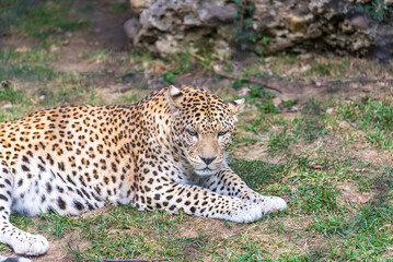 Bergamo, lombardia, italy, parco naturale, animali, © Catello