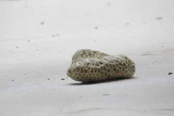 Fototapeta na wymiar Eponge sur le sable