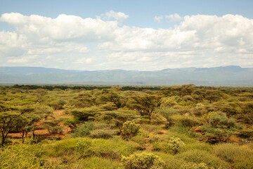 Obraz premium A lush green field with a dirt road running through it, Kenya.