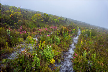 Two track road through mountain fynbos near Hermanus, Whale Coast, Overberg, Western Cape, South Africa.