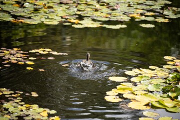 lily pads on a pond in a botanical gardens in tasmania australia