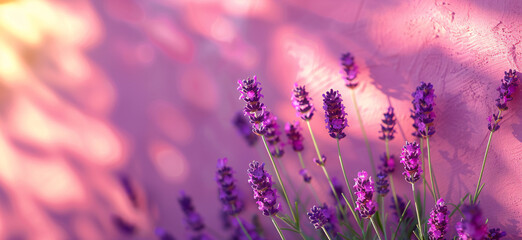 Obraz premium Close up of lavender flowers against purple textured wall with sunlight shadows on it. Freshness and aroma concept banner.