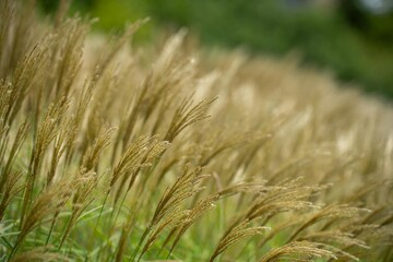 long native grasses on a regenerative agricultural farm. pasture in a grassland in the bush in australia in spring in australia