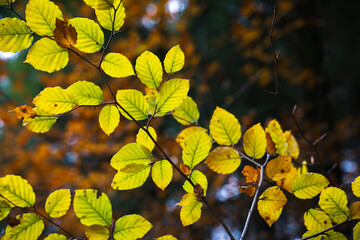 Blätter einer Buche im Herbst