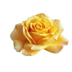 Single yellow rose isolated on transparent background.