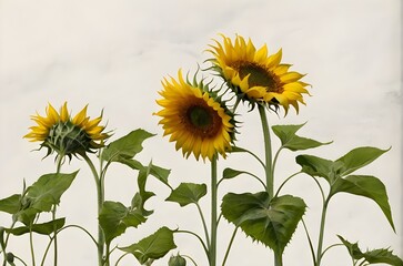 Obraz premium Closeup of sunflower in spring season, sunflower in greenland,best flowers of sunflower, seasonal sunflower, the gloom of sunflower, sunflower the gloom of nature 