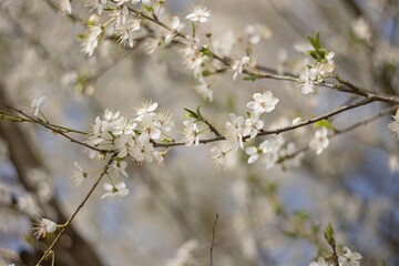 Close Up of Tree With White Flowers