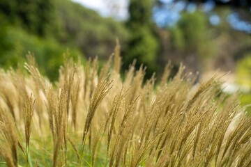 long native grasses on a regenerative agricultural farm. pasture in a grassland in the bush in australia in spring in australia