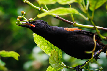 Saddleback at Zealandia Nature Reserve Wellington New Zealand