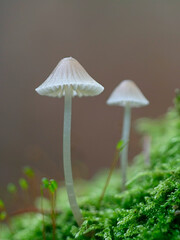 Mycena metata, bonnet mushroom from Finland, no common English name