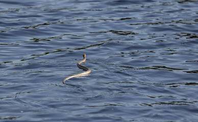 An eastern ratsnake swimming in the water.