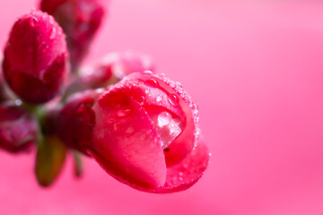 Japanese quince plant. A close-up view of the plant with red, pink flowers. Flower macro photo....