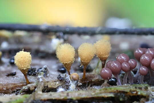 Push pin slime mold, Hemitrichia calyculata, myxomycetes from Finland