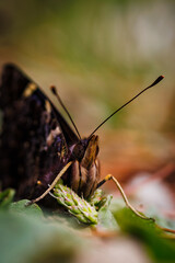 Red Admiral Butterfly 