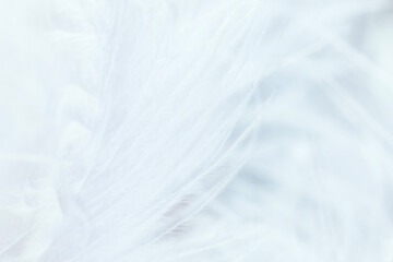 Abstract nature photo. Feathers photographed close-up.