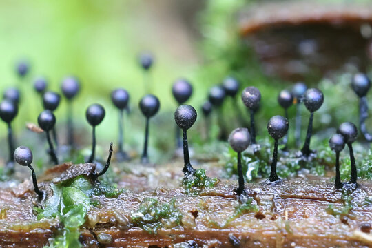 Lamproderma columbinum, a slime mold from Finland, no common English name