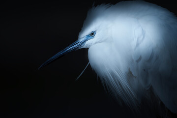 Heron. Dark nature background. Wildlife photography. 