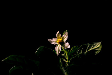 Solanum pseudocapsicum. Flower image of the plant that can grow in mini tree form.