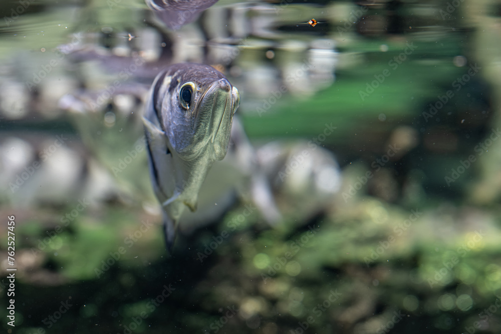 Poster Spotted Archerfish below the surface in detail. - Posters