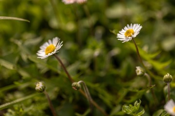 Group of Daisies in Field of Grass