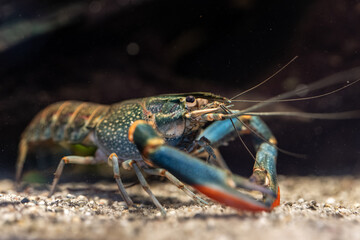 Red-necked crayfish under the surface.