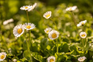 Group of Daisies in a Field of Grass