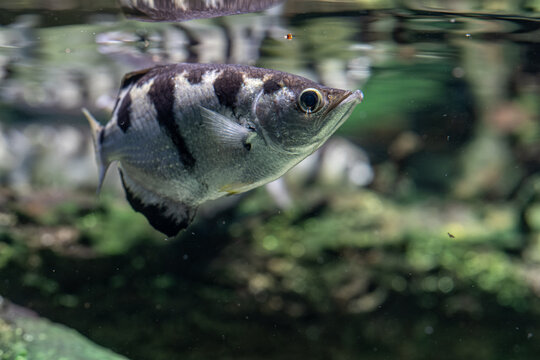 Spotted Archerfish below the surface in detail.