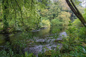 Kleiner Fluss im dichten Wald