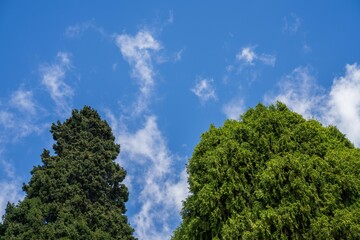 looking up at trees in a park in australia with a blue sky above