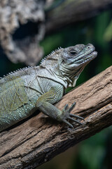 Agama weber's lizard on a trunk.