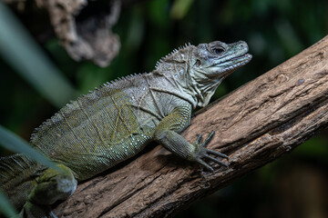 Agama weber's lizard on a trunk.