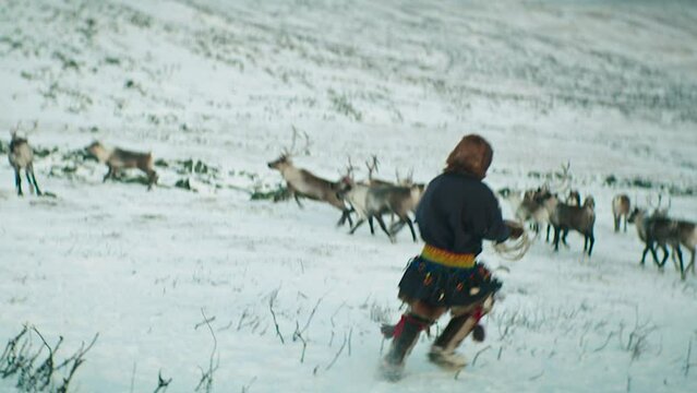 Tsagaannuur, Hovsgol,Mongolia 07 January 2023 :Reindeer herding in Mongolia is an ancient tradition practiced by the Dukha people, who rely on their domesticated reindeer for transportation.