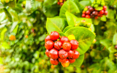 Red fruit berries on tropical bush plant tree Mexico.