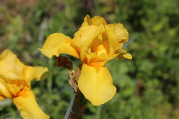 Yellow Iris hybrid (Iris barbata) flower against green bokeh background (Kaiserstuhl, Germany) - 762533081