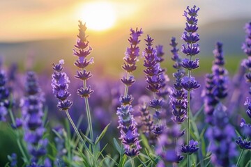 Obraz premium &nbsp;Purple flowers in the field with the sun behind them