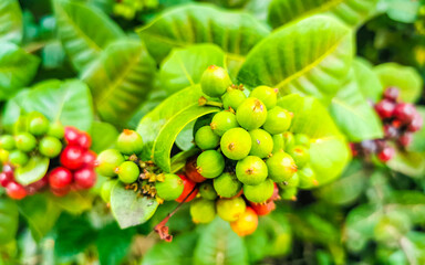 Red fruit berries on tropical bush plant tree Mexico.