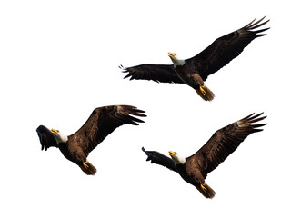 Bald eagle flying—three photos cropped and isolated on a transparent background for use as assets / clip art in your graphic projects