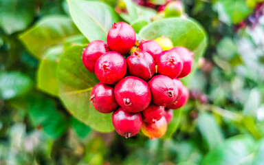 Red fruit berries on tropical bush plant tree Mexico.