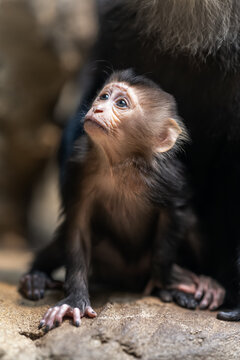 Macaque lion cub with mom.