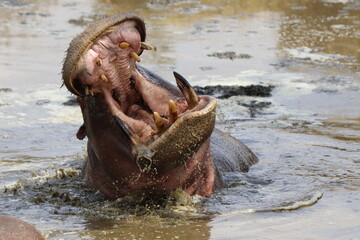 Hippo in the water