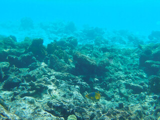 Underwater view at lonely Spanish hogfish (Bodianus rufus) swimming over died of coral reef, Bonaire Island, Caribbean Netherlands