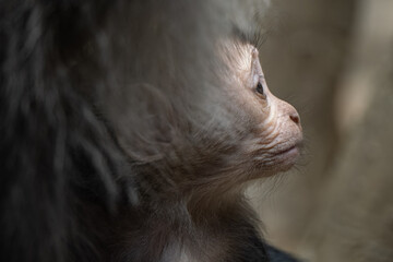 Macaque lion cub with mom.