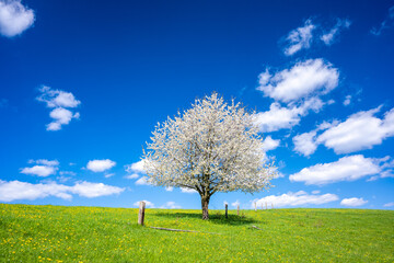 lonely blossom tree on spring meadow during sunny day - 762536820