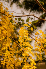 
Kani Konna flower photo for Kerala festival vishu celebration, Cassia fistula  flowers

